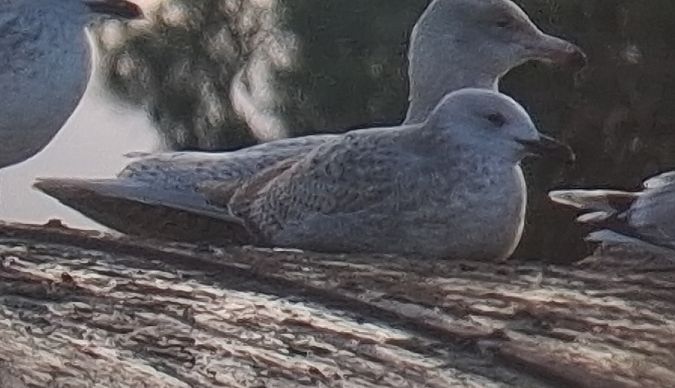 mewa blada  - Wojciech Kilon