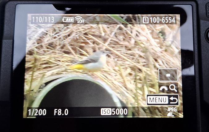 pliszka górska  - Tomasz Doroń