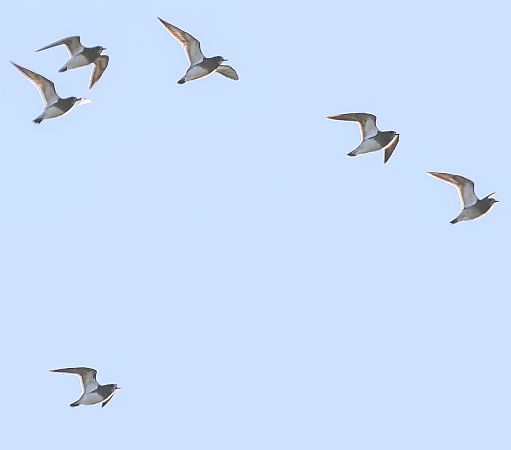 Piviere dorato  - Tommaso Bonora