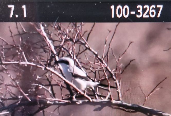 Averla maggiore  - Gianluca Congi