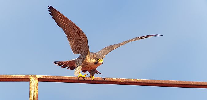 Falco pellegrino  - Giuseppe Di Lieto
