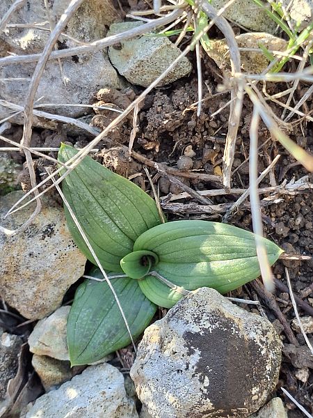 Ophrys sp. 