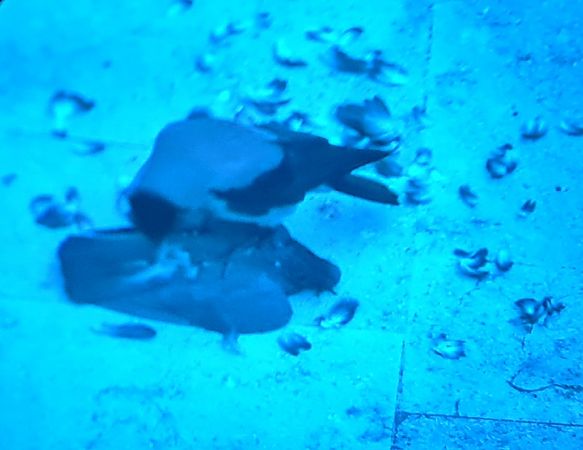 Cornacchia grigia  - Fabrizio Florit (FVG)