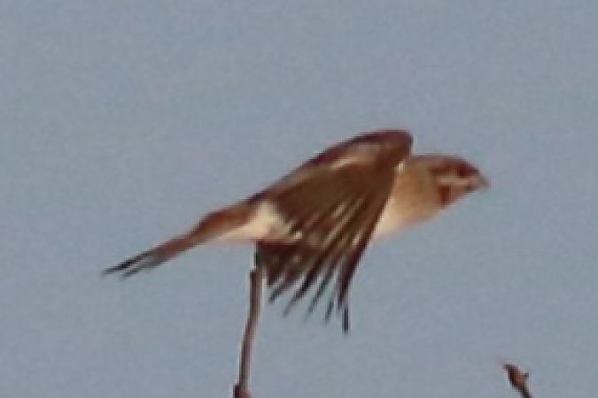 Zigolo golarossa  - Paolo Zonta