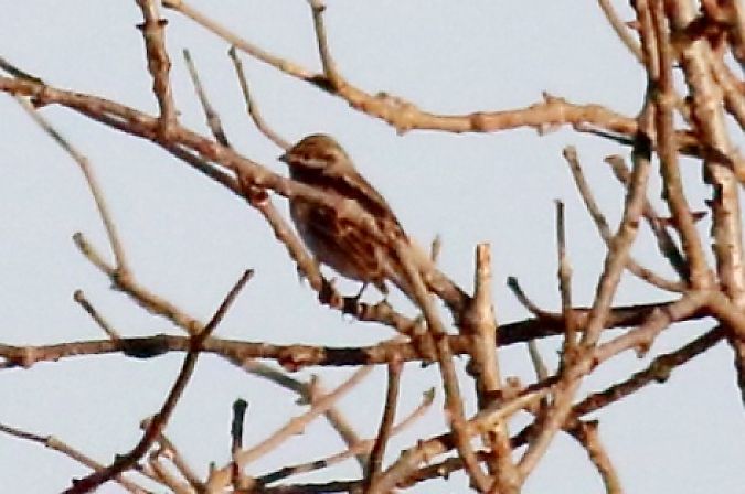 Zigolo golarossa  - Paolo Zonta