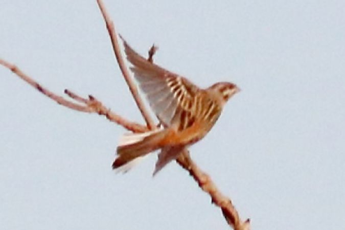 Zigolo golarossa  - Paolo Zonta