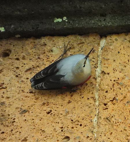 Picchio muraiolo  - Matteo Faggi