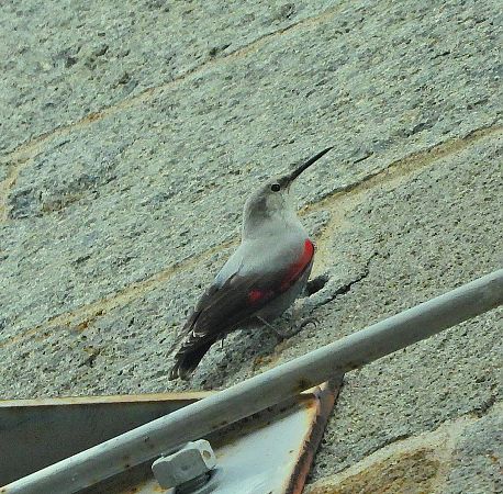 Picchio muraiolo  - Matteo Faggi