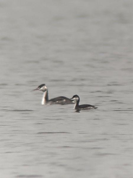 perkoz rogaty  - Cezary Rams