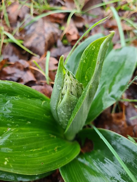 Himantoglossum robertianum  - Françoise Andeol
