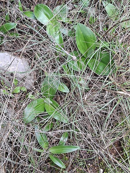 Himantoglossum robertianum 