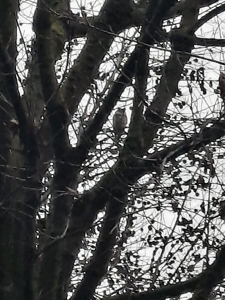 Gufo comune  - Bassano Riboni