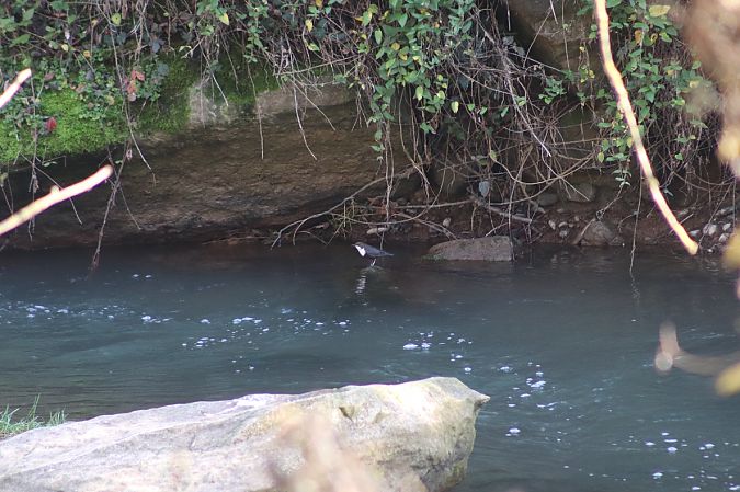 Merla d'aigua  - Jordi Guiu