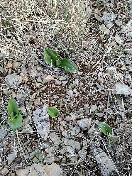 Himantoglossum robertianum 