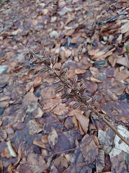Neottia nidus-avis  - Loïs Rancilhac