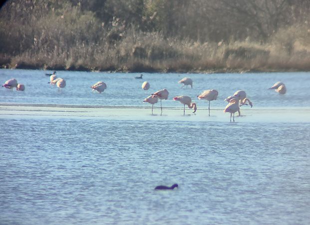 Fenicottero  - Alessio Mannello