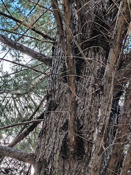 Gerri-txori arrunta  - Vanesa López Vázquez