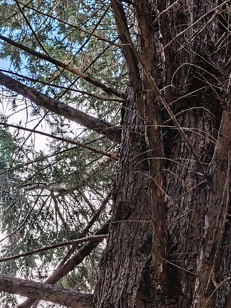 Gerri-txori arrunta  - Vanesa López Vázquez