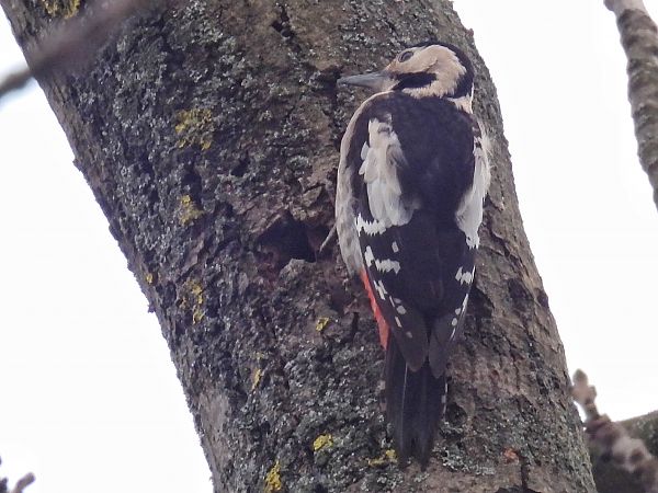 Blutspecht  - Kacper Mikulski