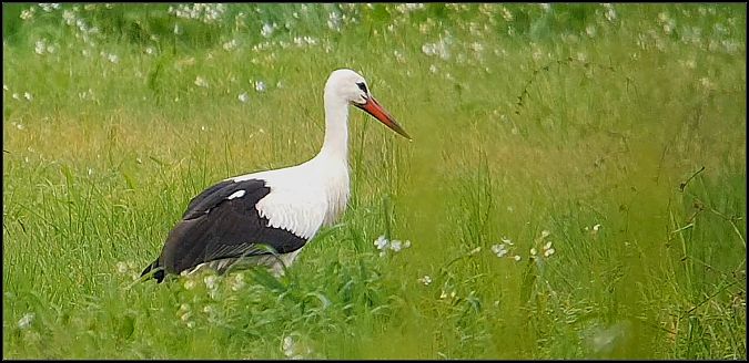 Cicogna bianca  - Giuseppe Di Lieto