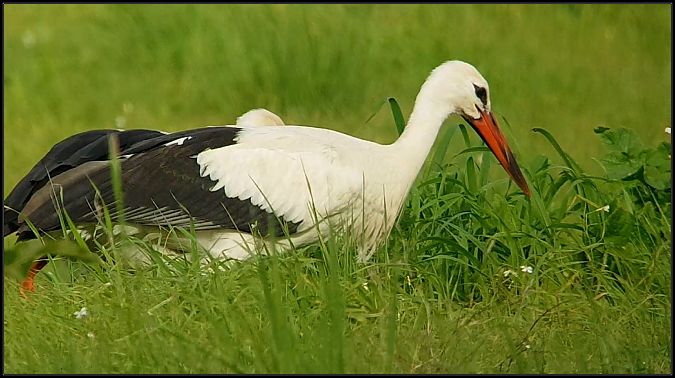 Cicogna bianca  - Giuseppe Di Lieto
