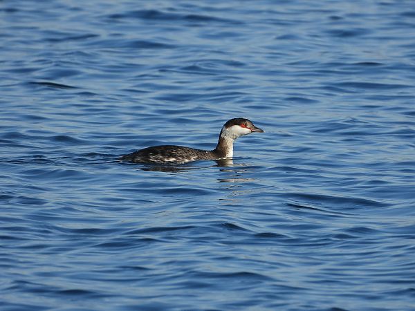 Svasso cornuto  - Matteo Faggi
