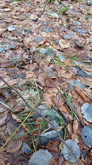 Neottia nidus-avis  - Loïs Rancilhac