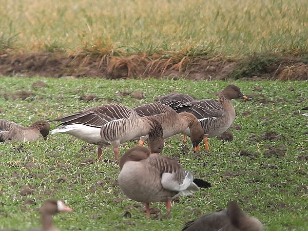 Oie de la toundra  - Franz Stoll