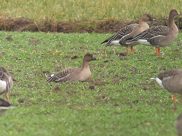 Oie de la toundra  - Franz Stoll