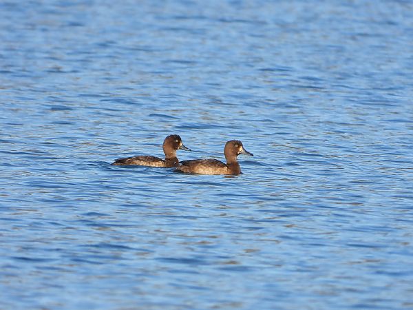 Ibrido di anatra  - Matteo Faggi