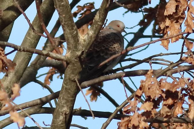 Tortora orientale  - Paolo Zonta