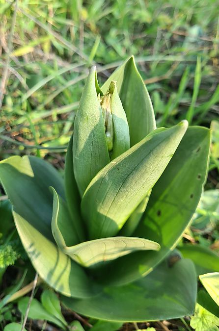 Himantoglossum robertianum  - Françoise Andeol