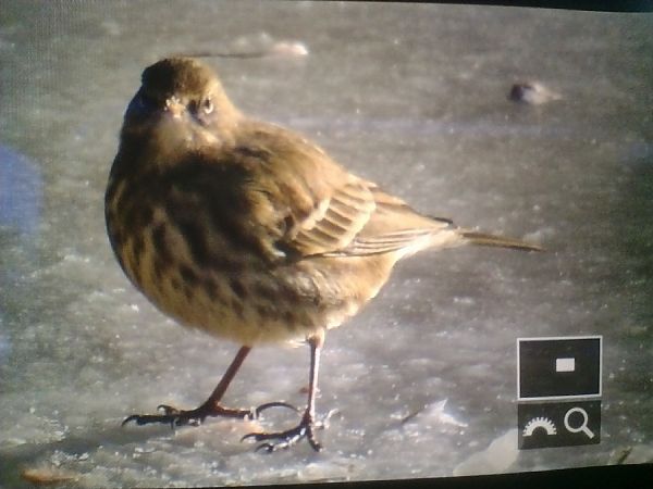 świergotek nadmorski  - Mariusz Zub