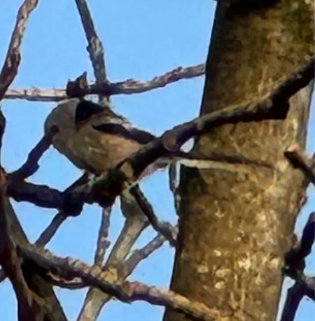 Schwanzmeise (ssp. caudatus)  - Carsten Jansen