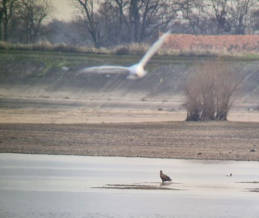 Pygargue à queue blanche  - Tomasz Zarzycki