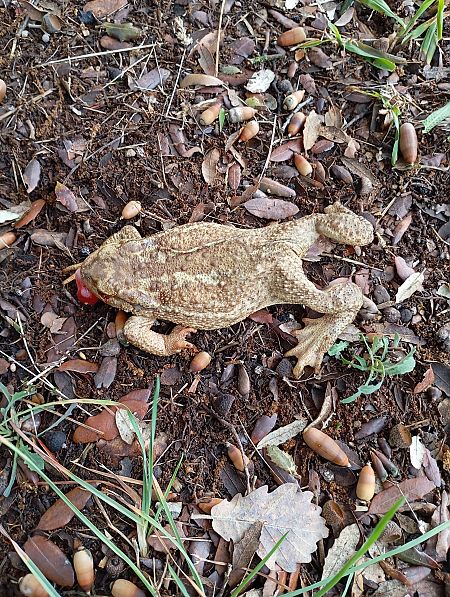 Gripau comú  - Joan Ventura