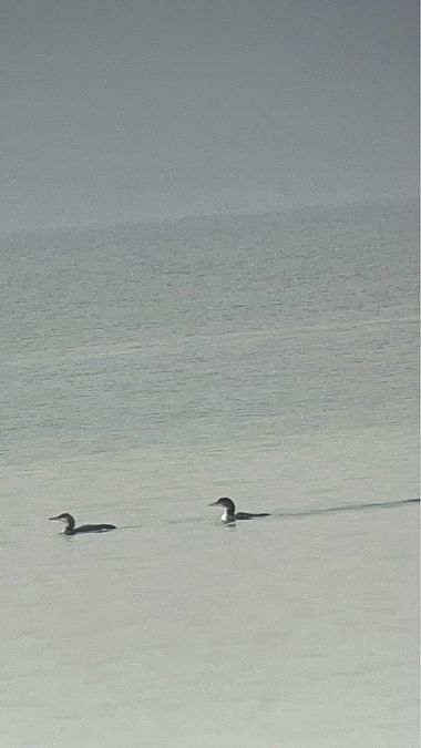 Strolaga maggiore  - Andrea Vidolini