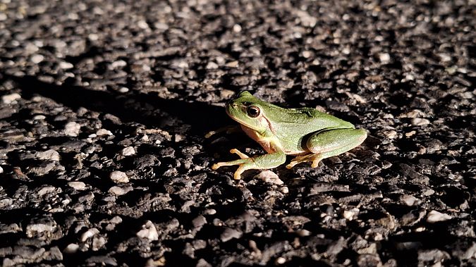 Rainette méridionale  - Renato Cottalasso