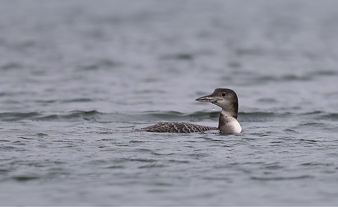 Eistaucher  - Barbara Iliadis