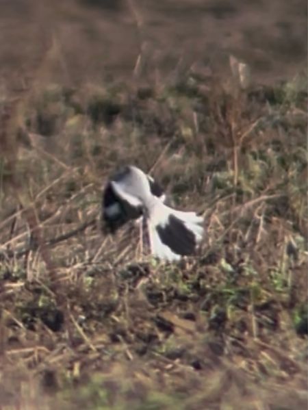 srokosz  - Mateusz Gutowski