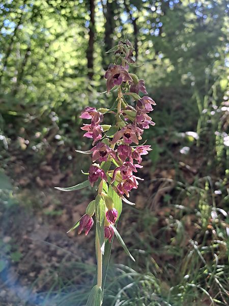 Epipactis helleborine var. minor  - Jacky Lachenal
