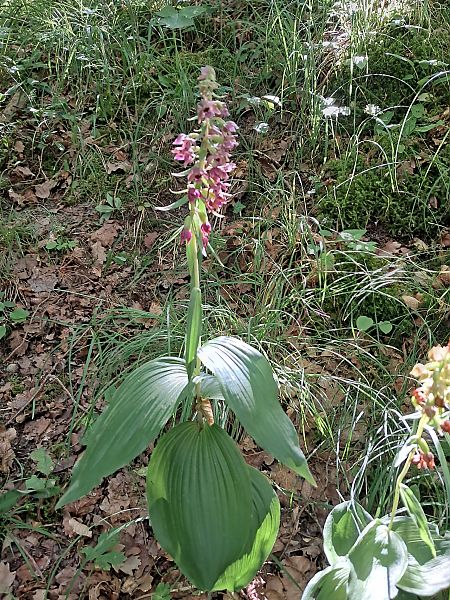 Epipactis helleborine var. minor  - Jacky Lachenal