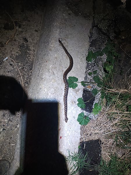 Vipera comune  - Mirko Enea