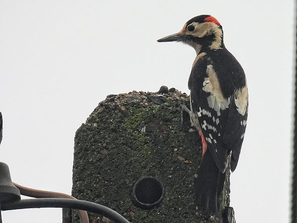 dzięcioł białoszyi  - Kacper Mikulski