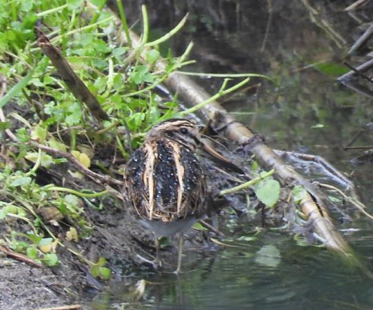 Frullino  - Enrico Carta