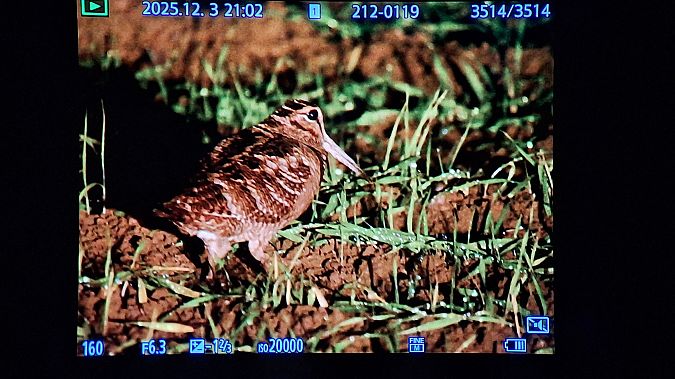 Beccaccia  - Renato Cottalasso