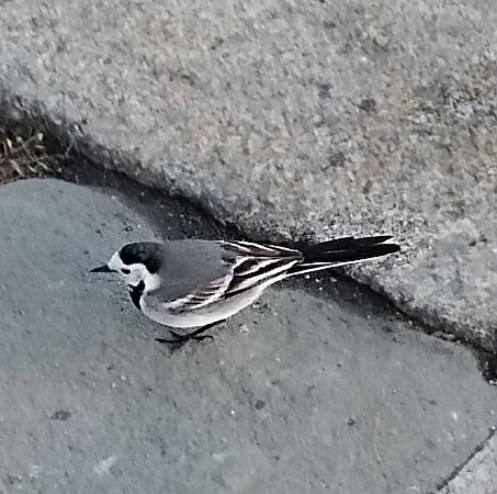 Ballerina bianca  - Edoardo Razzetti