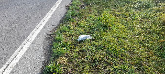 Gabbiano comune  - Emanuele Crepet