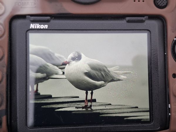 mewa czarnogłowa  - Michał Pietrewicz