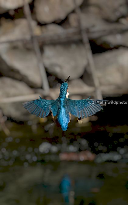 Blauet  - Jose Molis